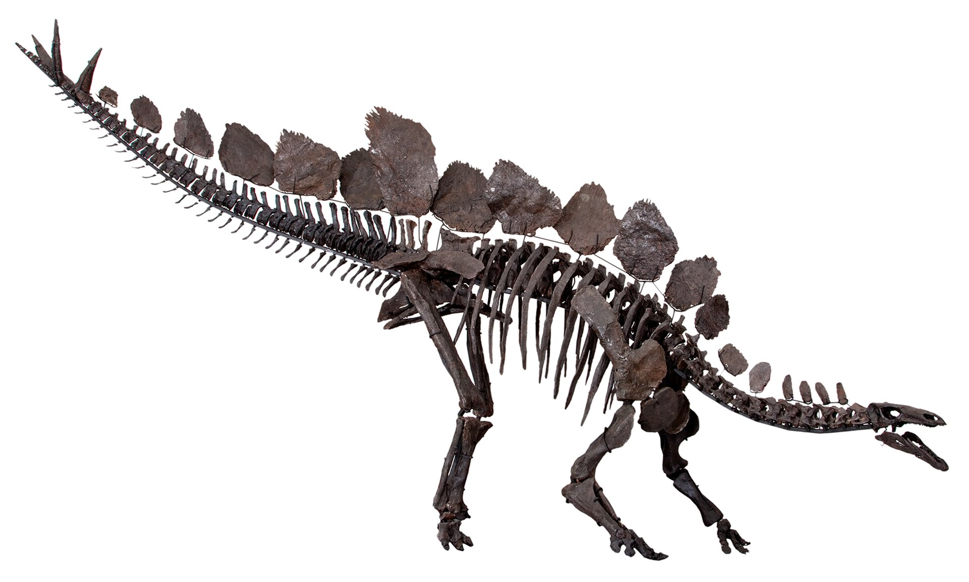 Stegosaur type specimen. comparative_taxon_visual